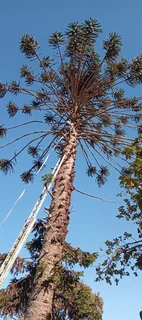 Tree felling and Stump uprooting in Grahamstown Knowle Tree services (068 826 5148)