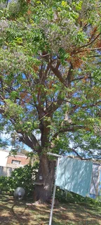 Knowle Tree services (068 826 5148)Tree felling,  stump uprooting, Plot/bush clearing in PE