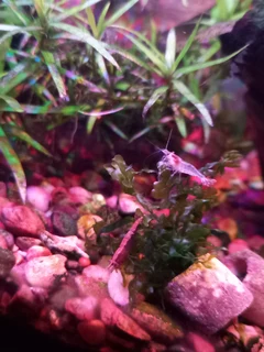 Snow Ball Shrimp