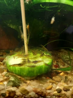 Colorless cull shrimp