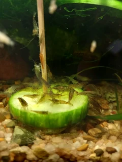 Colorless cull shrimp