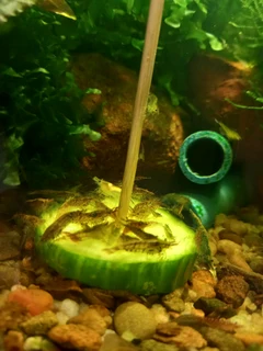 Colorless cull shrimp