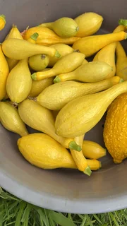 Hands-On Organic / Permaculture Farm Practitioner – Full-Time