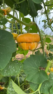 Hands-On Organic / Permaculture Farm Practitioner – Full-Time