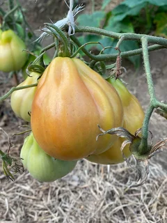 Hands-On Organic / Permaculture Farm Practitioner – Full-Time