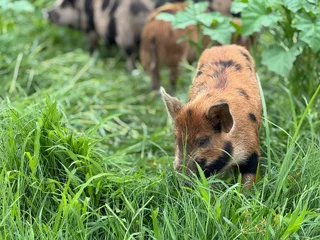 Hands-On Organic / Permaculture Farm Practitioner – Full-Time