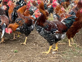 Hands-On Organic / Permaculture Farm Practitioner – Full-Time