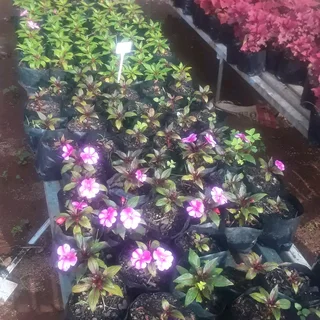 Instant Lawn, Artificial Turf, Irrigation sprinklers, Plants,Top soil and Construction