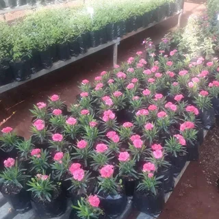 Instant Lawn, Artificial Turf, Irrigation sprinklers,Top soil, Plants Boreholes and Construction