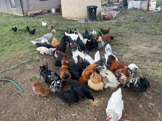 Free range chickens for sale