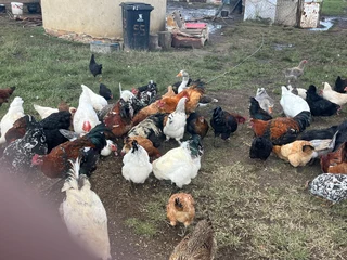 Free range chickens for sale