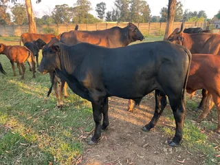 Cattle - Ad posted by mpere mokwena