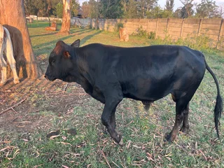 Cattle - Ad posted by mpere mokwena