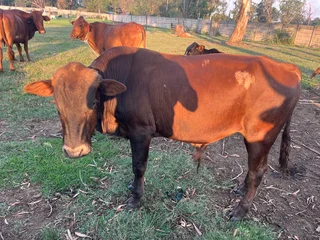 Cattle - Ad posted by mpere mokwena