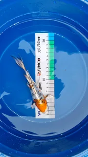 Koi for Sale