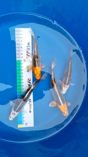 Koi for Sale