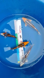 Koi for Sale