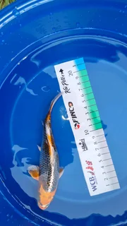 Koi for Sale