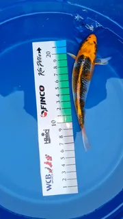 Koi for Sale