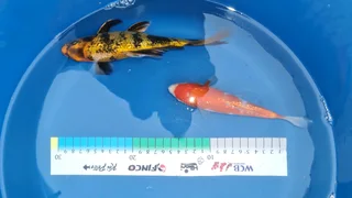 Koi for Sale