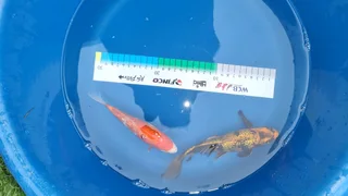Koi for Sale