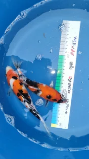 Koi for Sale