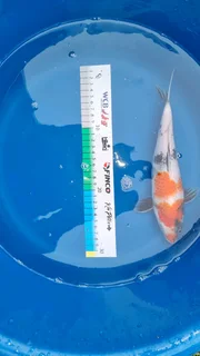 Koi for Sale