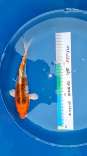 Koi for Sale