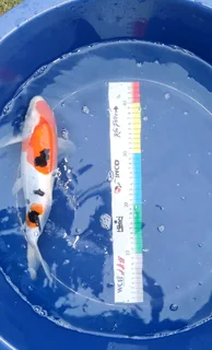 Koi for Sale