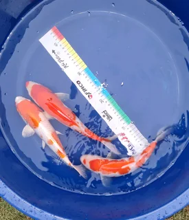 Koi for Sale