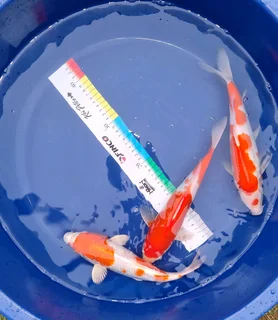 Koi for Sale