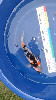 Koi for Sale