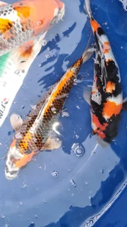 Koi for Sale
