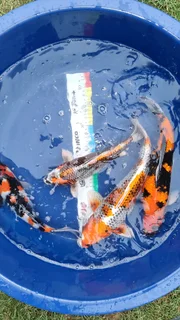 Koi for Sale