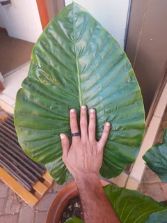 Bring the Tropics Home: Stunning Elephant Ear Plants!