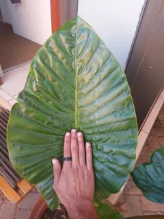 Bring the Tropics Home: Stunning Elephant Ear Plants!
