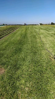 All types of Grass kukuyu ,buffaloes and LM beria