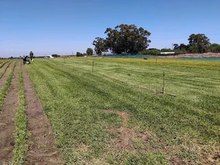 All types of Grass kukuyu ,buffaloes and LM beria