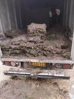 All types of Grass kukuyu ,buffaloes and LM beria