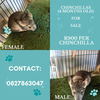 Chinchilla - Ad posted by Travers Daniels