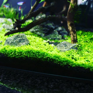 Auqasoil plant substrate for Aquariums
