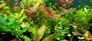Aquarium potted plants