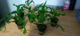 Aquarium Java fern plants