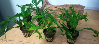 Aquarium Java fern plants