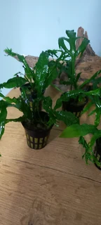 Aquarium Java fern plants