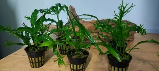 Aquarium Java fern plants