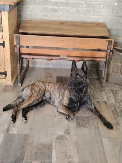 Dutch Shepherd puppies