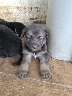 German shepherd pups