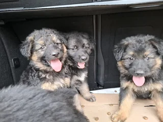 German shepherd pups