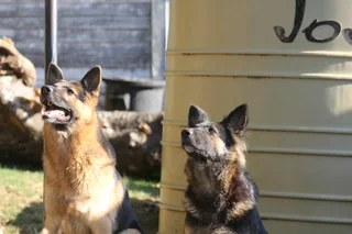 German shepherd pups